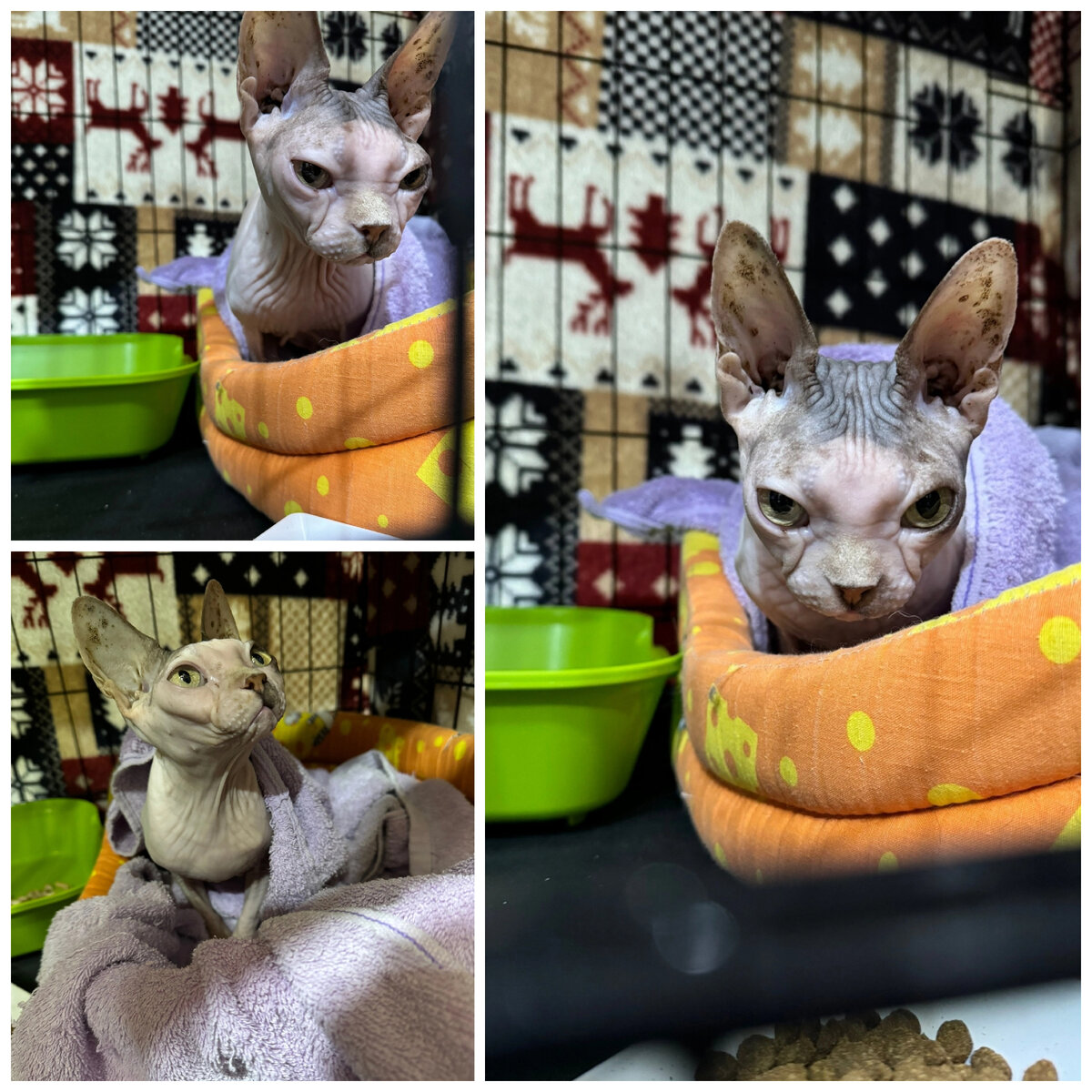 Эмори миниатюрная, бывшедомашняя кошечка.