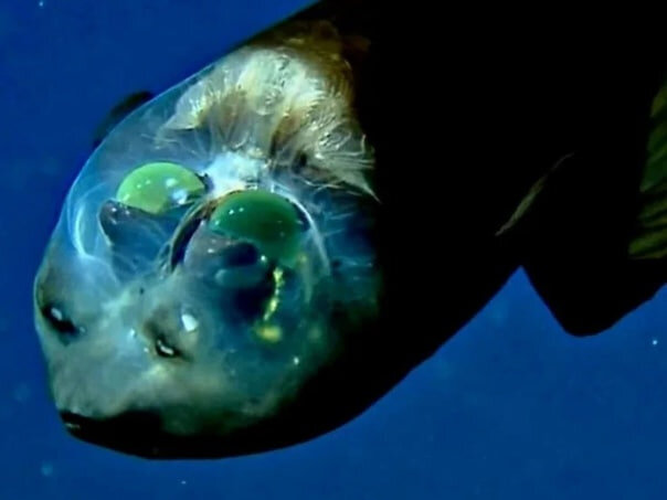 Голова Малоротой макропинны