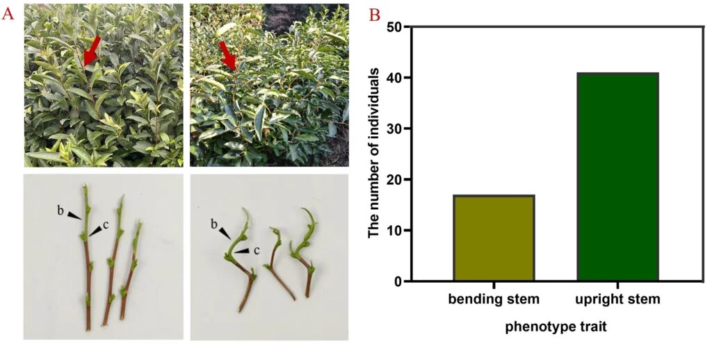 Сравнение обычных и зигзагообразных побегов. bmcplantbiol.biomedcentral.com