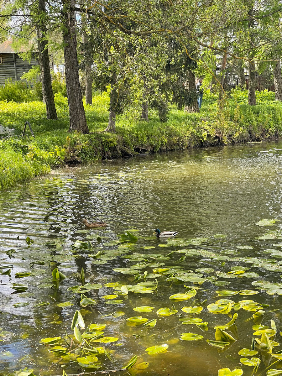Пруд, возле которого гулял Лев Толстой