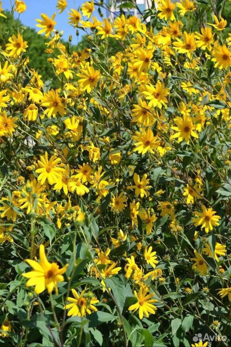 Фото с сайта Авито. 