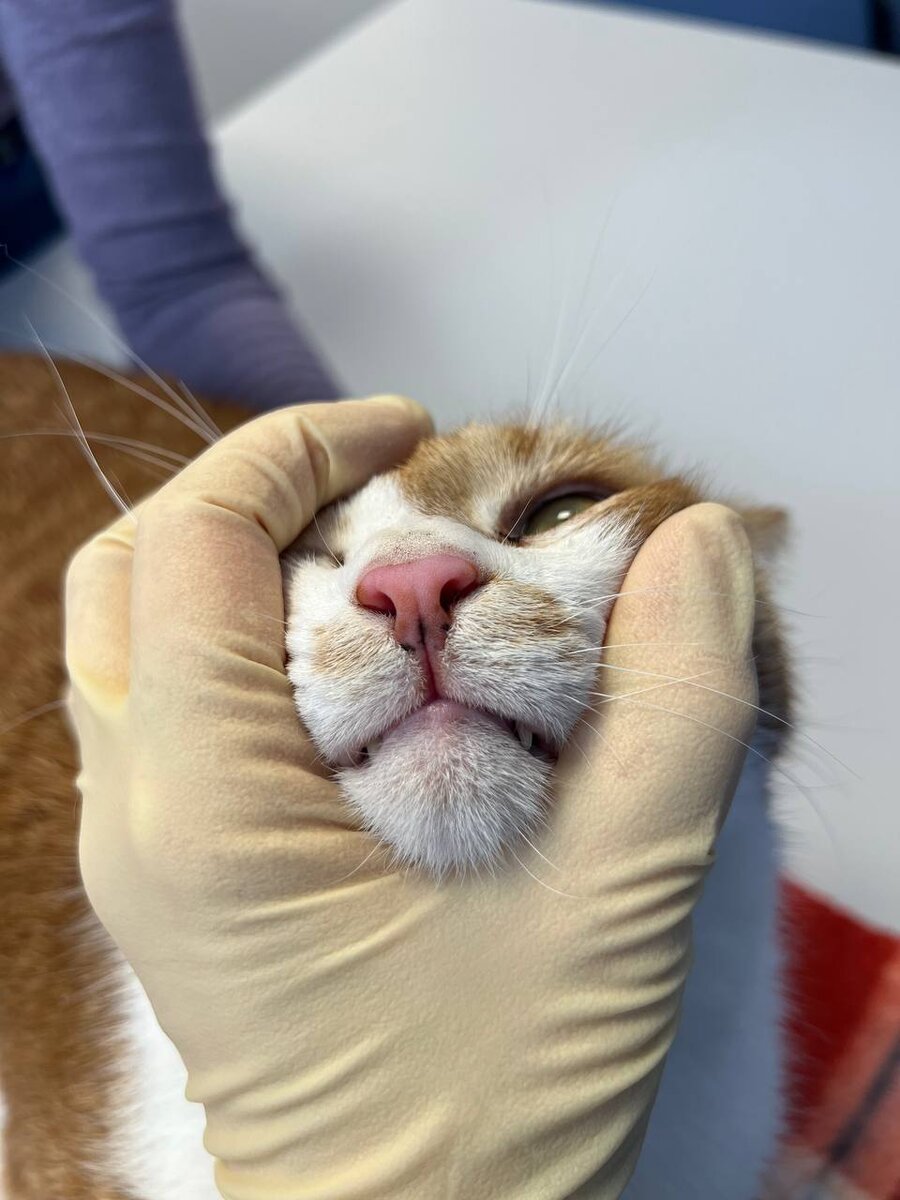 приглядитесь к ному, видите черные точки?