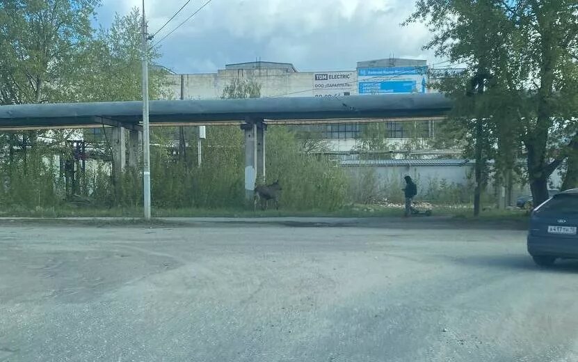    Фотофакт: лося заметили на одной из улиц Ижевске