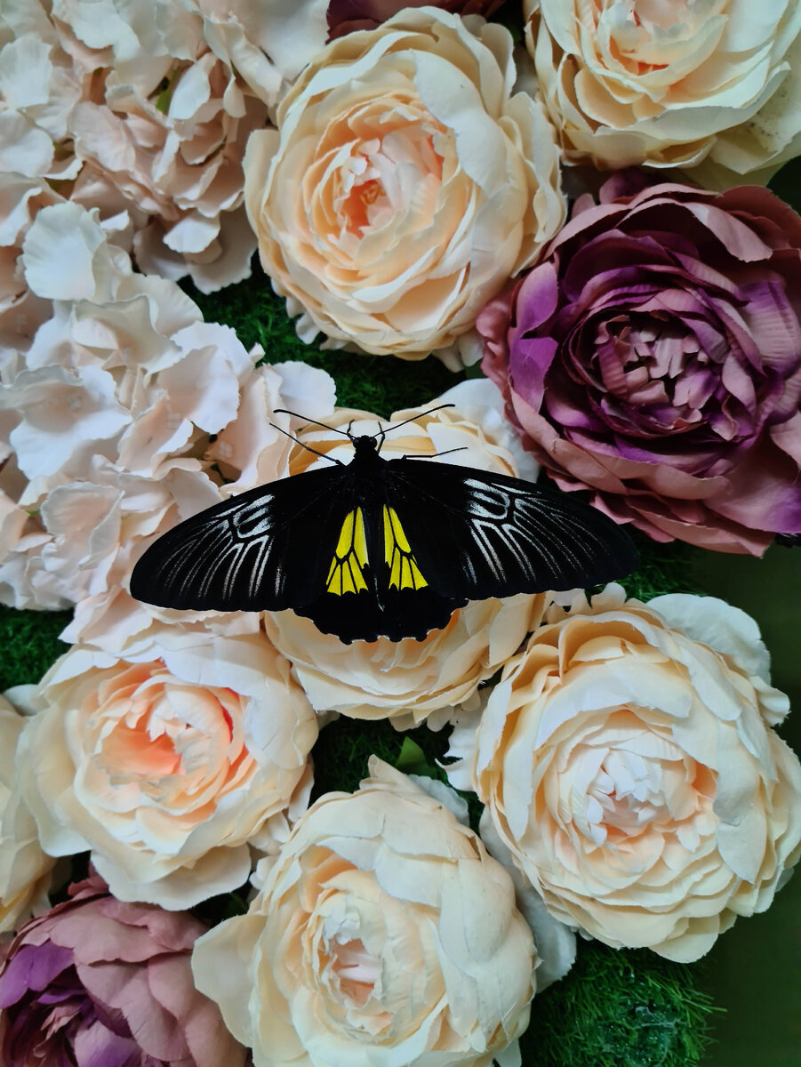 А хочется порхать, как бабочка