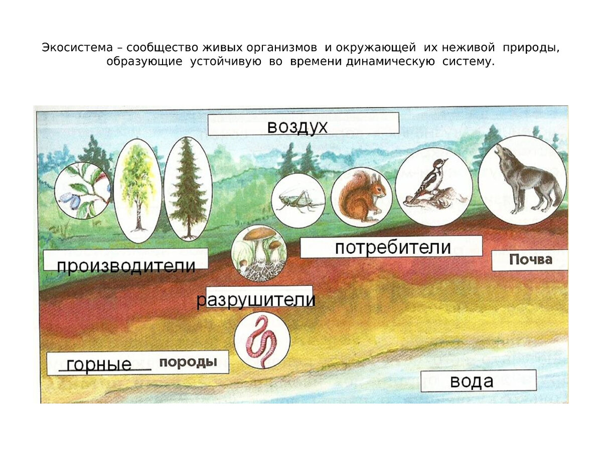 Внутренние  связи  в  экосистеме