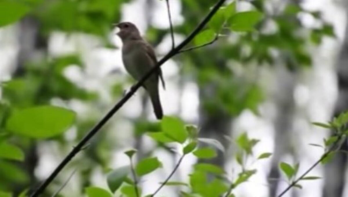    В Курске стартовала перепись соловьев