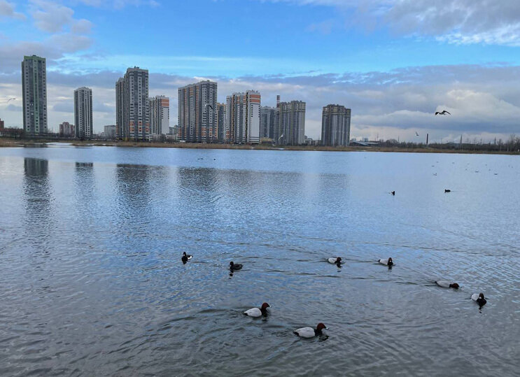     Ежегодно на карьерах гнездятся утки. Фото автора