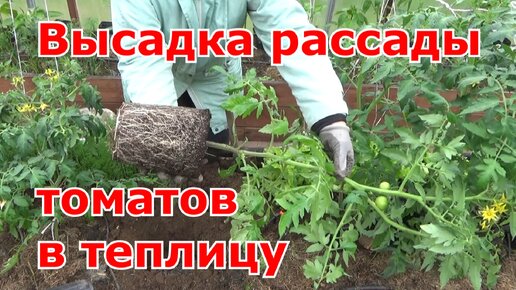 Высадка рассады томатов в теплицу. Что положила в лунки в этот год.