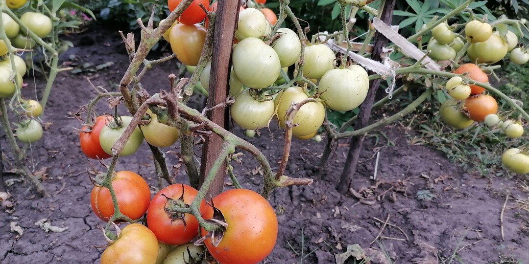 Профилактика и лечение заболеваний томатов