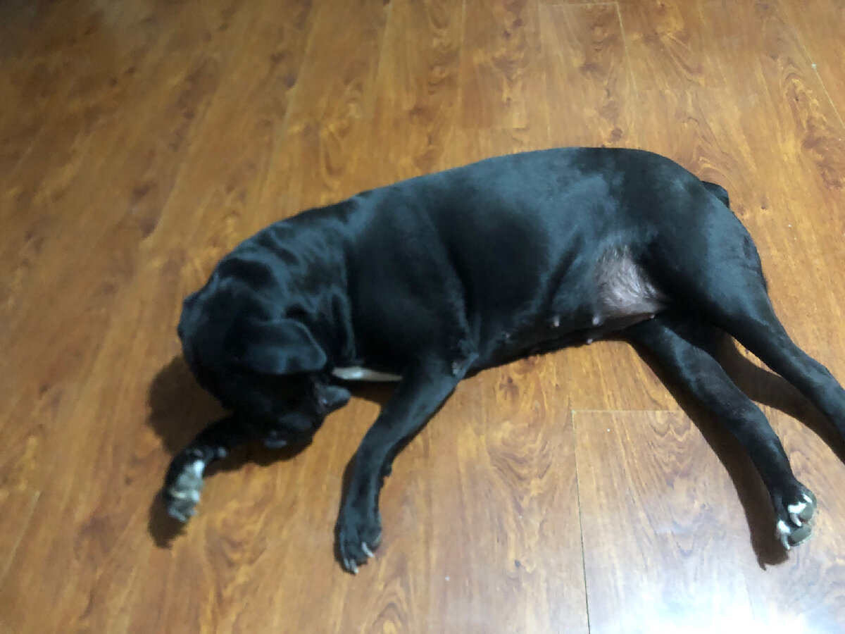 Моя Джуди. Спит и видит сладкие, собачьи сны. Фотоиллюстрации автора.