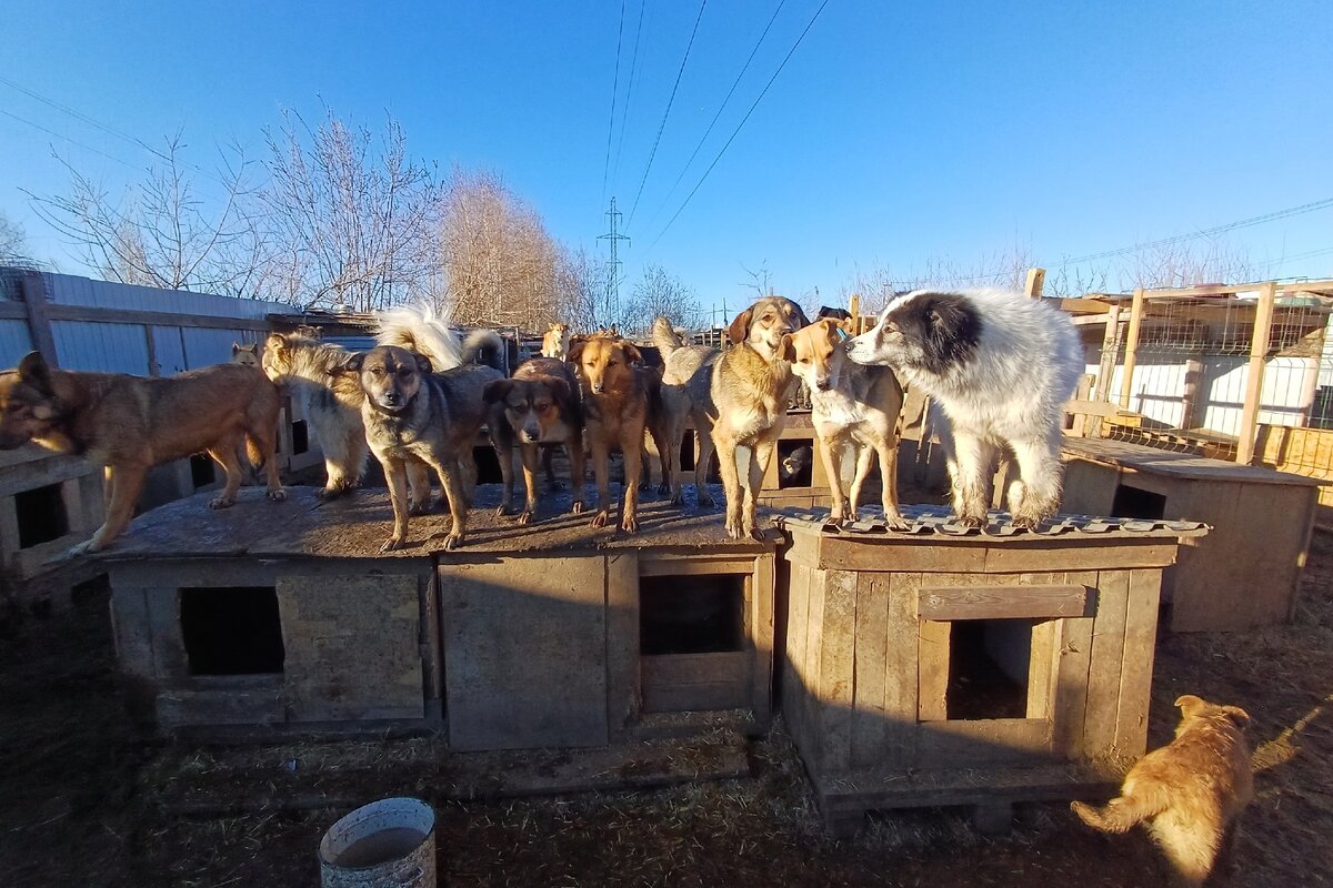 Фото: Приют для собак «Лапки Life» г. Среднеуральск во «ВКонтакте»