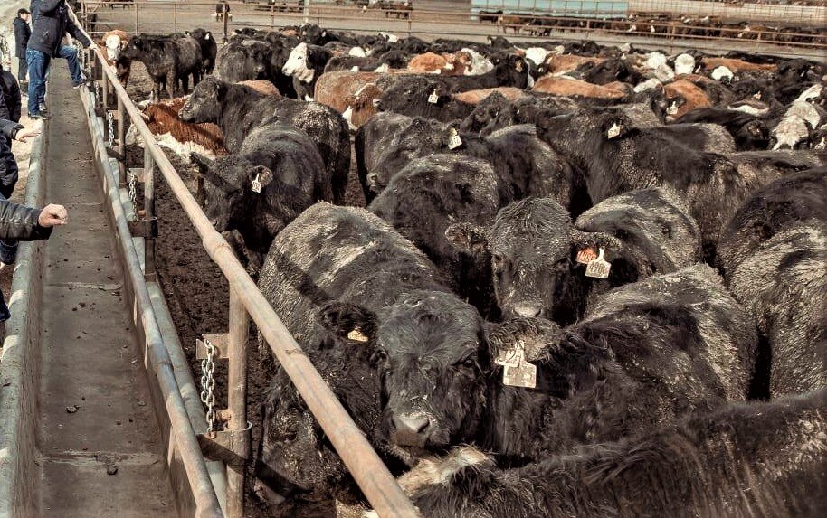 Фото: М.Бактибаев