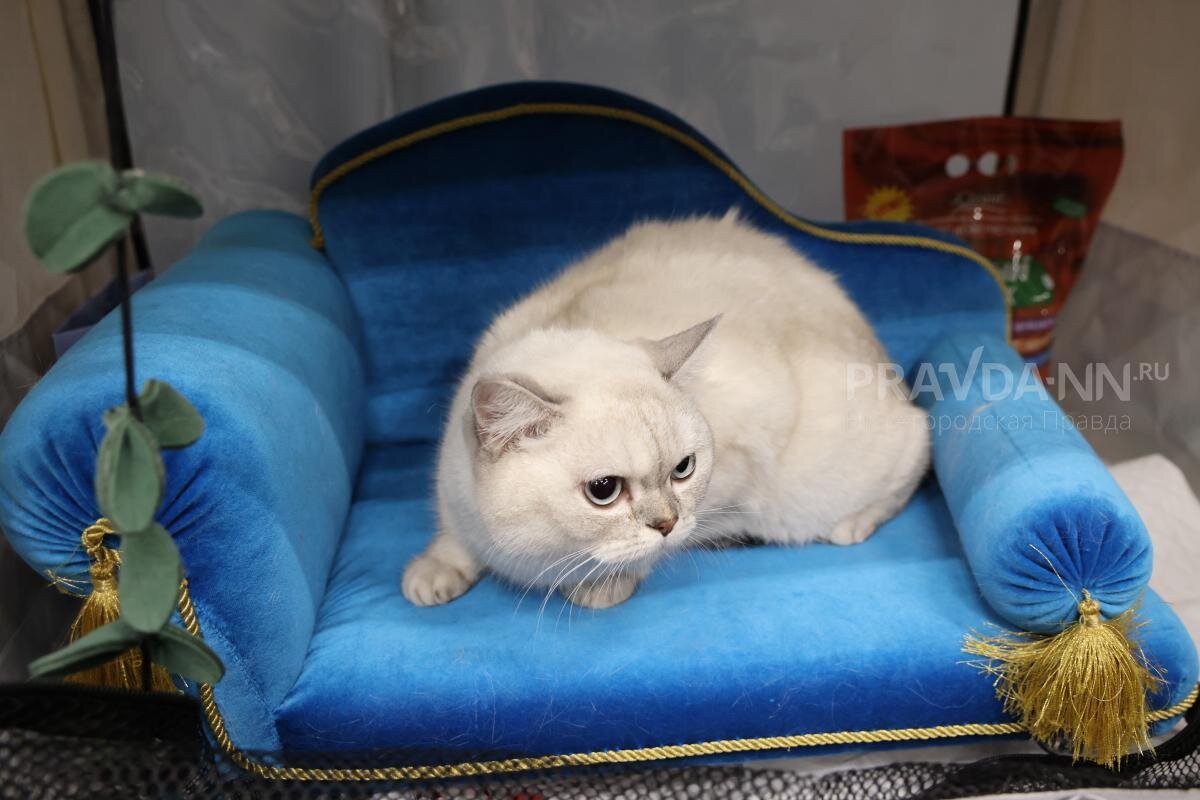    Беспородные кошки в среднем живут дольше чистопородных