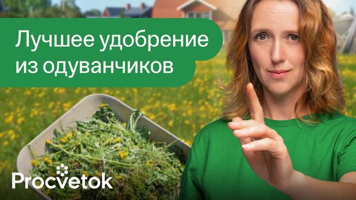 Download Video: Только не кладите одуванчики в компост, пока не посмотрите это видео! Лучшее удобрение из одуванчиков