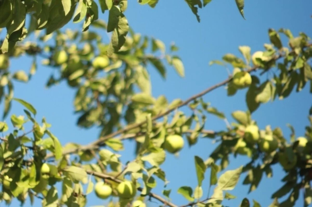    Из-за заморозков татарстанцы могут остаться без урожая вишни, сливы и яблок