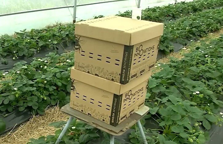 Два улья в одной точке