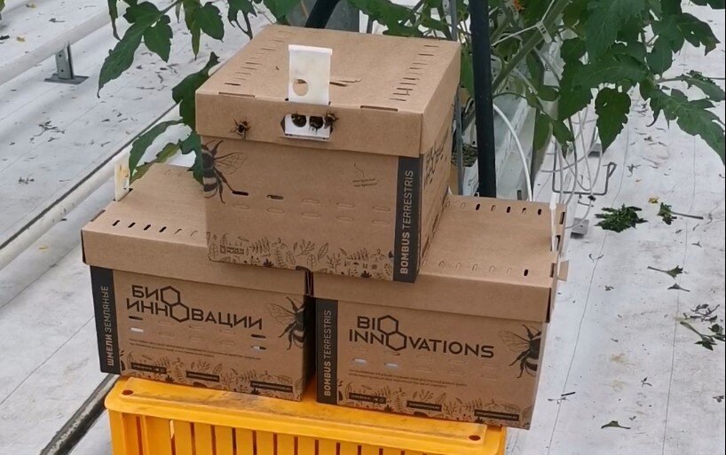 Три улья в одной точке