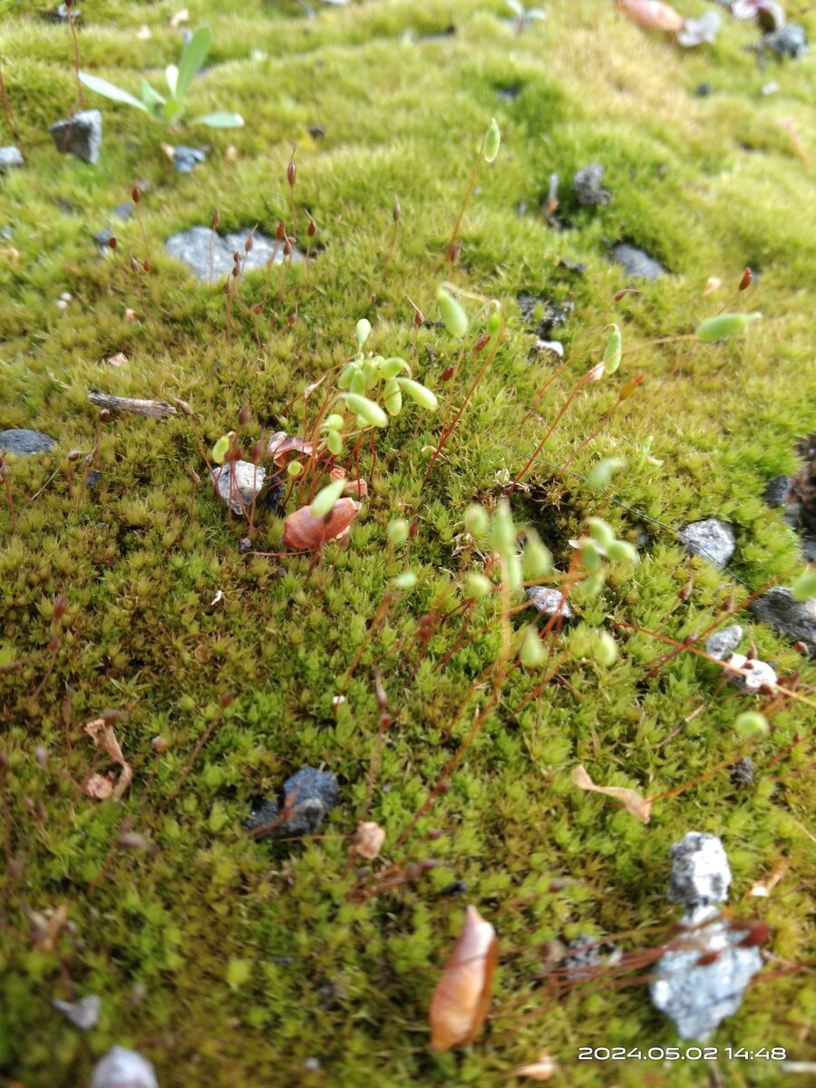 Мох Бриум дернистый