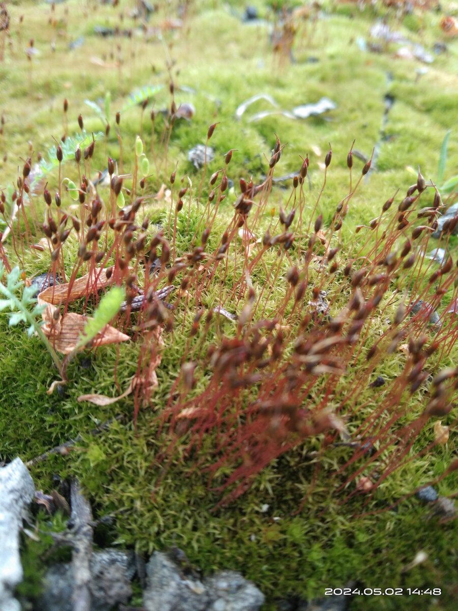 Мох Бриум дернистый