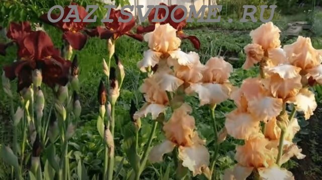 На фото ирисы Бородатые