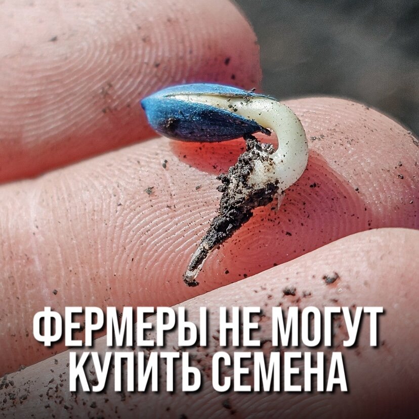 ФЕРМЕРЫ НЕ МОГУТ КУПИТЬ СЕМЕНА НА ПЕРЕСЕВ