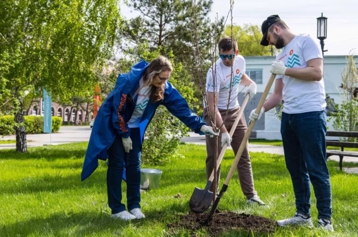 Омский НПЗ высадил в самом центре города аллею сибирских абрикосов | АиФ- Омск | Дзен