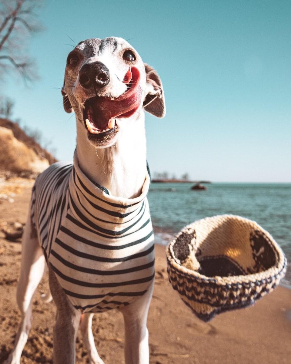 WhippetBowie