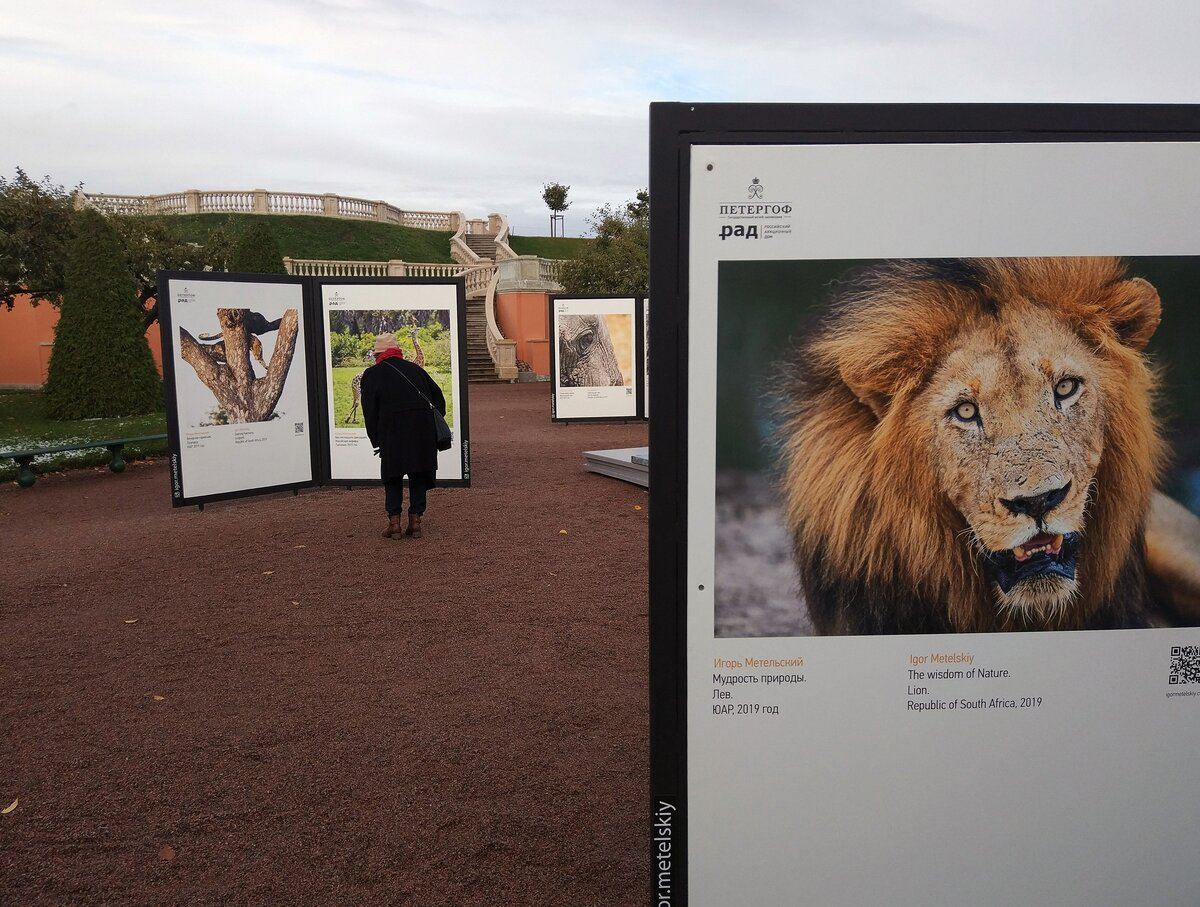 Выставка «Ускользающий мир» в Нижнем парке музея-заповедника «Петергоф». 
Фото: Кросс в Петергофе

 