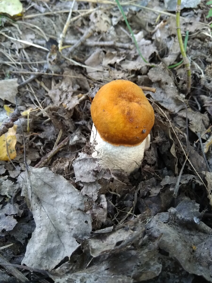 Автор фото Светлана Иноземцева