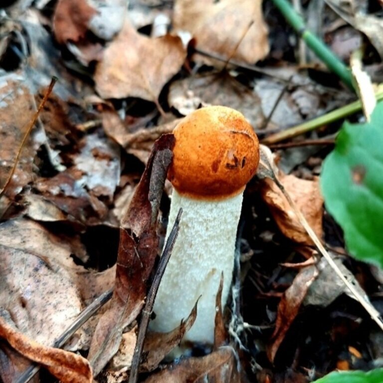 Автор фото Грибная