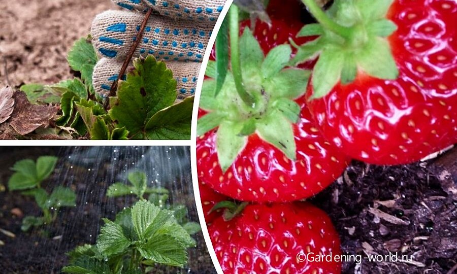 Как ухаживать за клубникой весной — 5 шагов правильного ухода