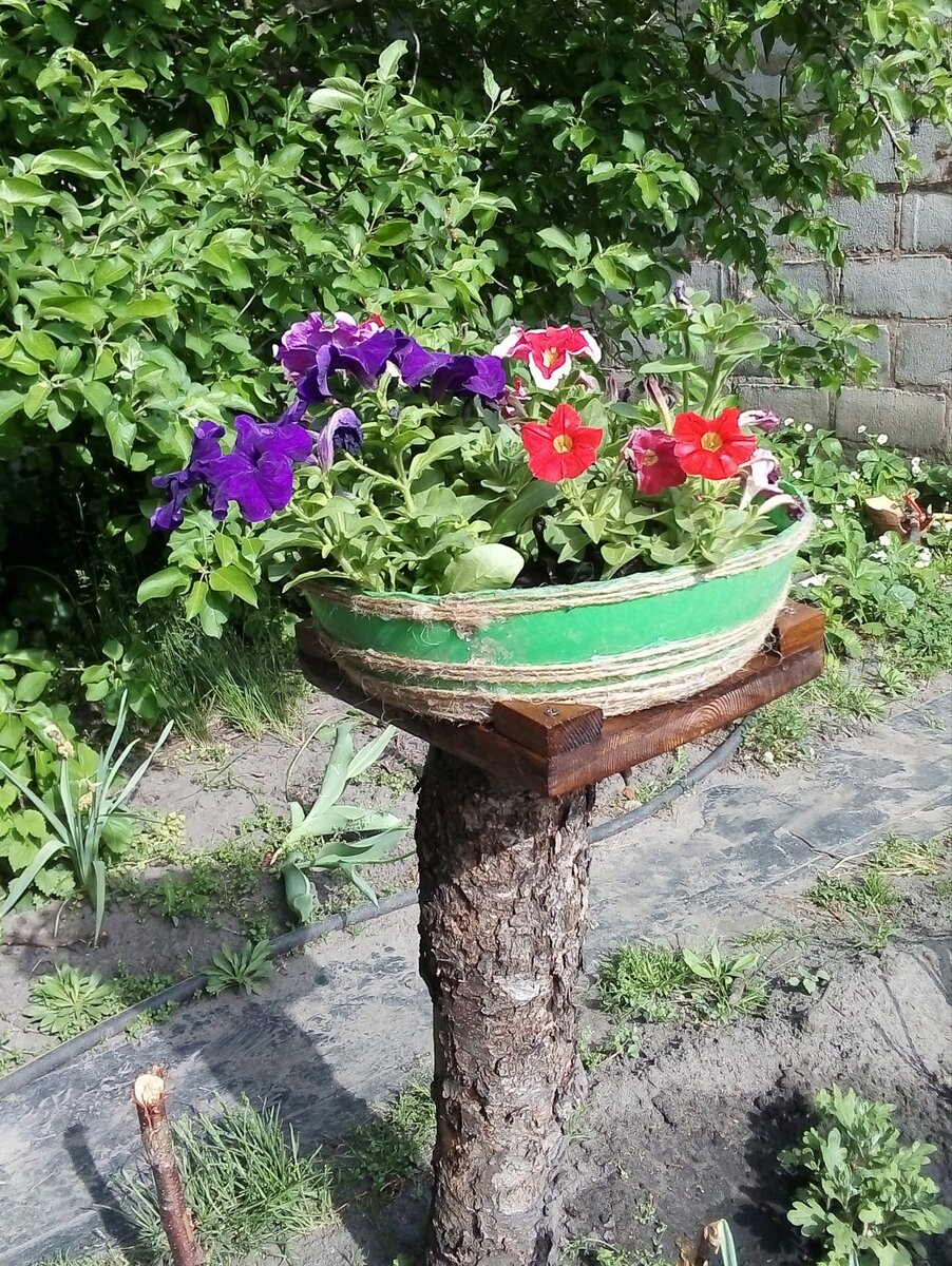 Фото автора. К тексту не относится, просто хвастаюсь. 