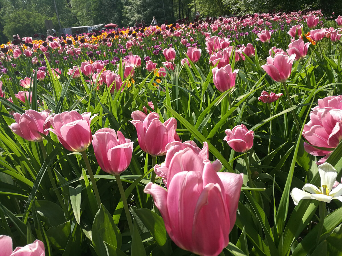 Фестиваль тюльпанов в 2018 году