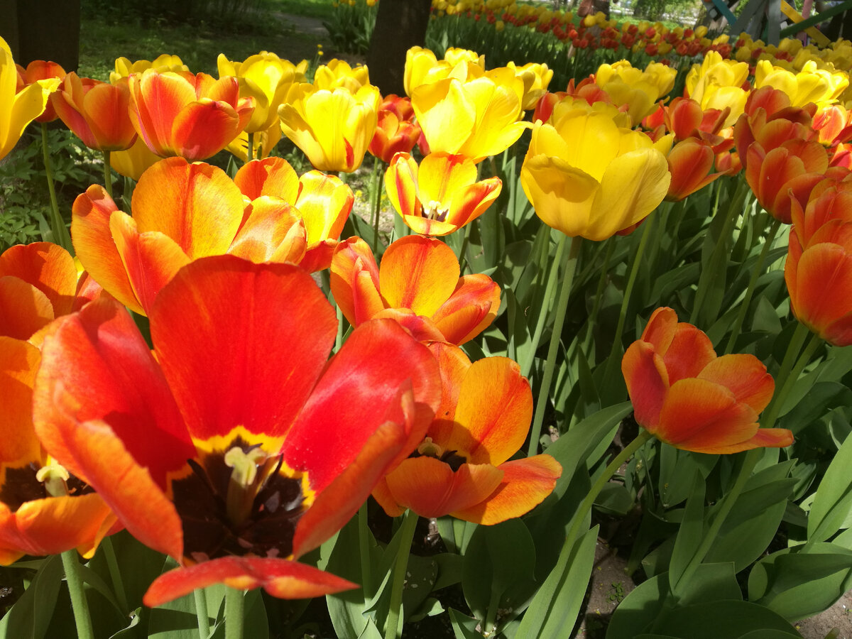 Фестиваль тюльпанов в 2018 году 