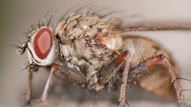 Чтобы избежать появления на участке луковой мухи, важно провести нехитрые профилактические мероприятия