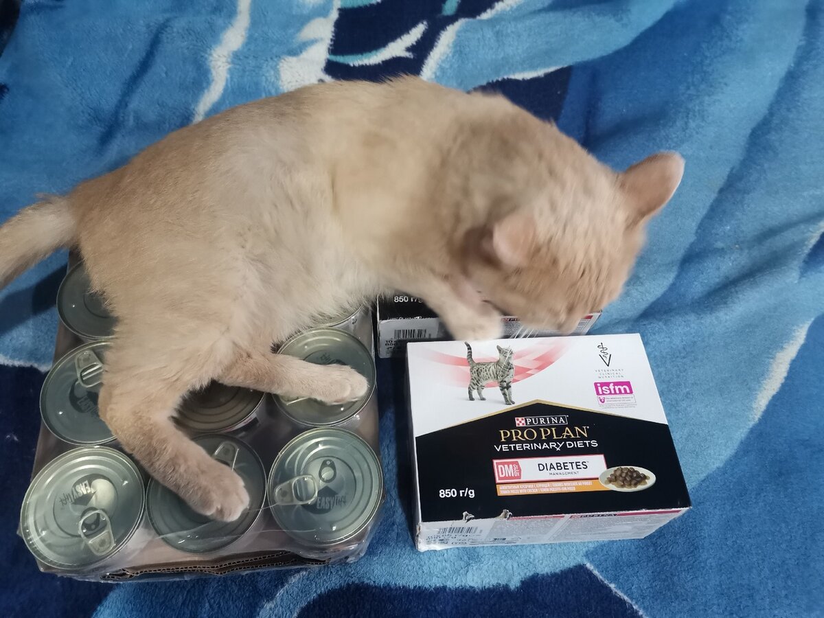 Подопечные с проблемным здоровьем для группы помощи животных - это серьезное испытание.