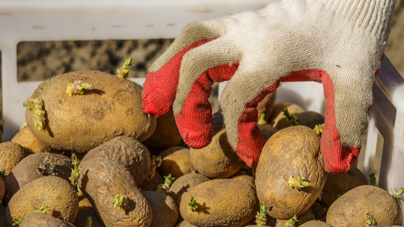 Посадка картошки – “глазками вниз”. Сажал так еще мой прадед (урожая хватало на большую семью)