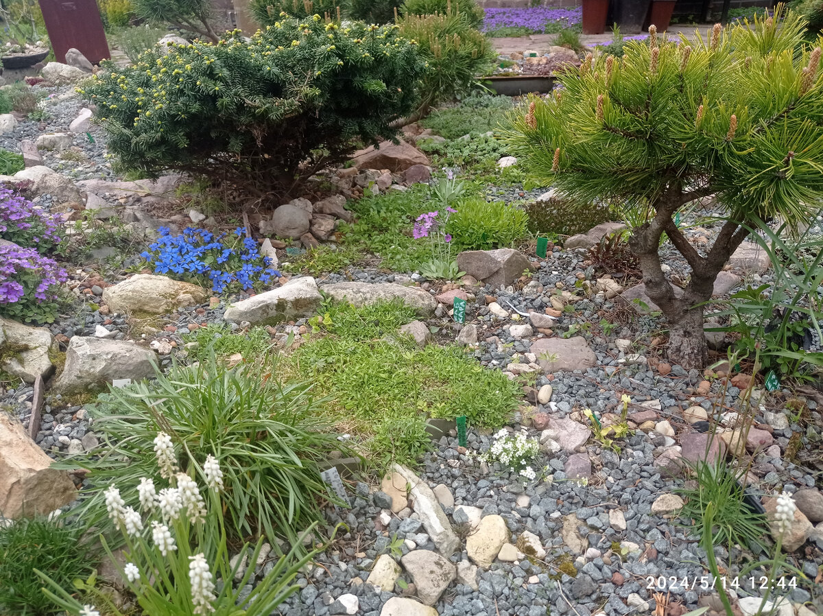 фрагмент альпинария