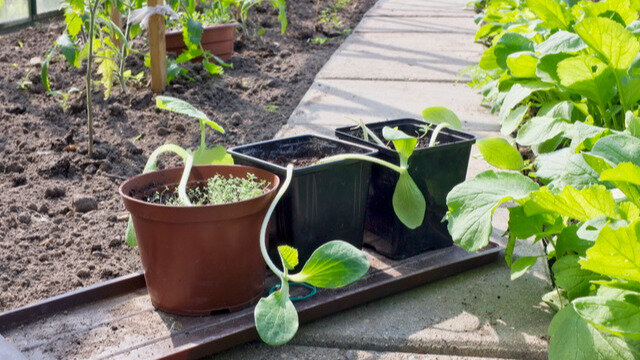 Сегодня расскажу, как я выращиваю огурцы через рассаду и какой получаю урожай.