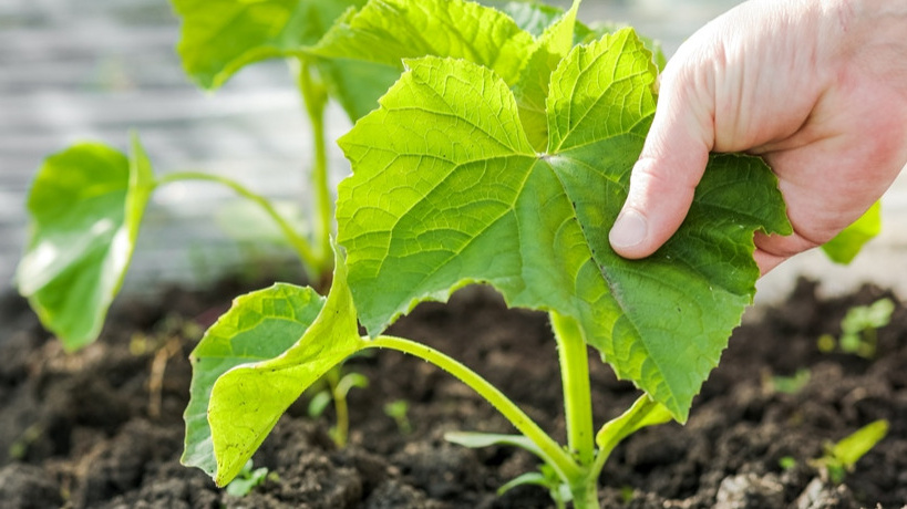 Теперь огурцы выращиваю только “рассадным способом”. На грядку высаживаю крепкие, здоровые растения (всегда хороший урожай)