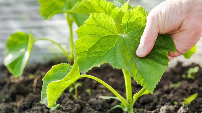 Основную ставку делаю на рассаду.