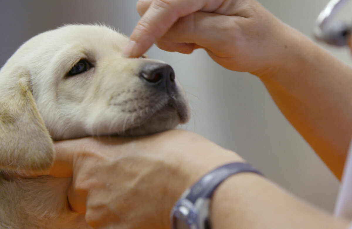    Кадр: фильм «Щенячья школа»/KTF Films