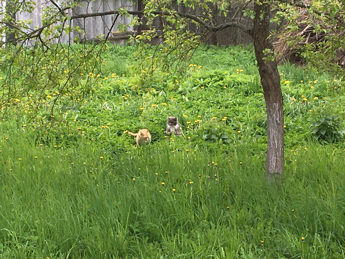 Это любовь!