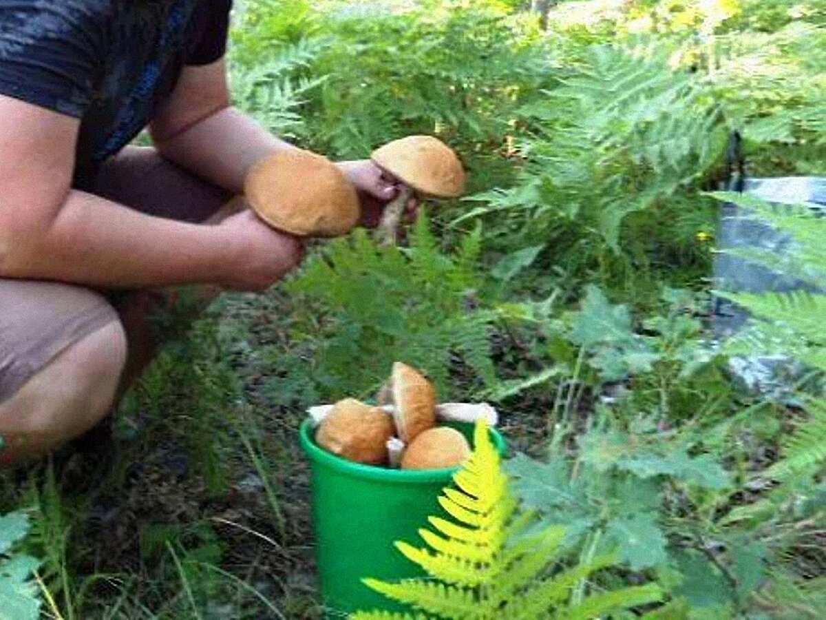 Грибы в ведёрке пятилитровом