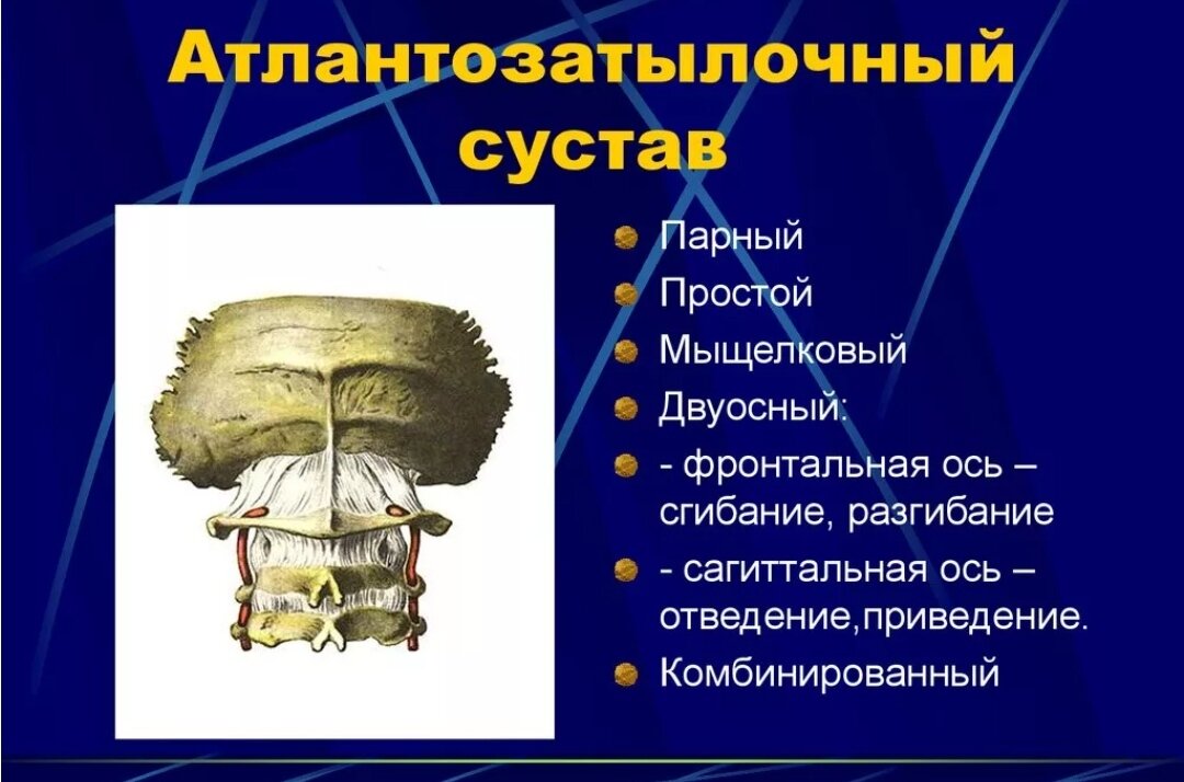 Срединный атлантоосевой сустав классификация. Атланто затылочный сустав анатомия строение. Срединный атлантоосевой сустав соединение. Передняя атланто затылочная связка. Атланто затылочный сустав строение.