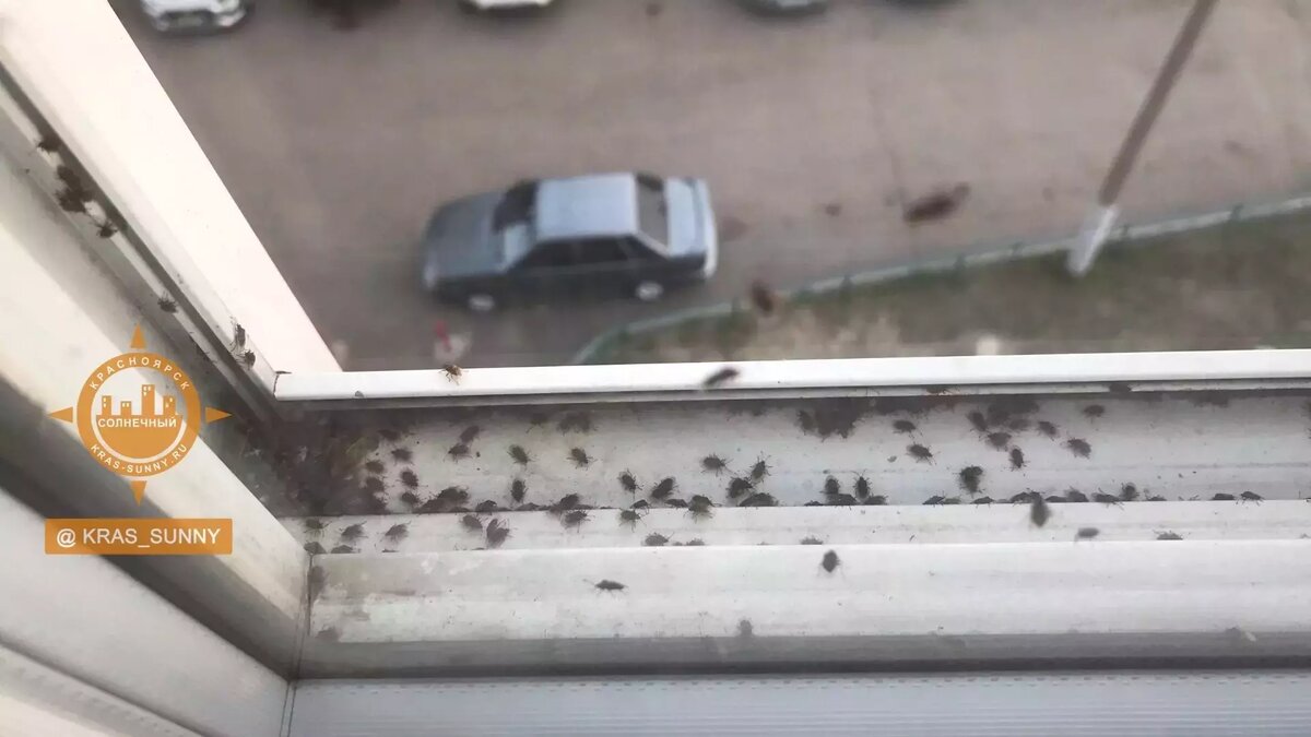     Источник: «Наш мкр. Солнечный. Красноярск»