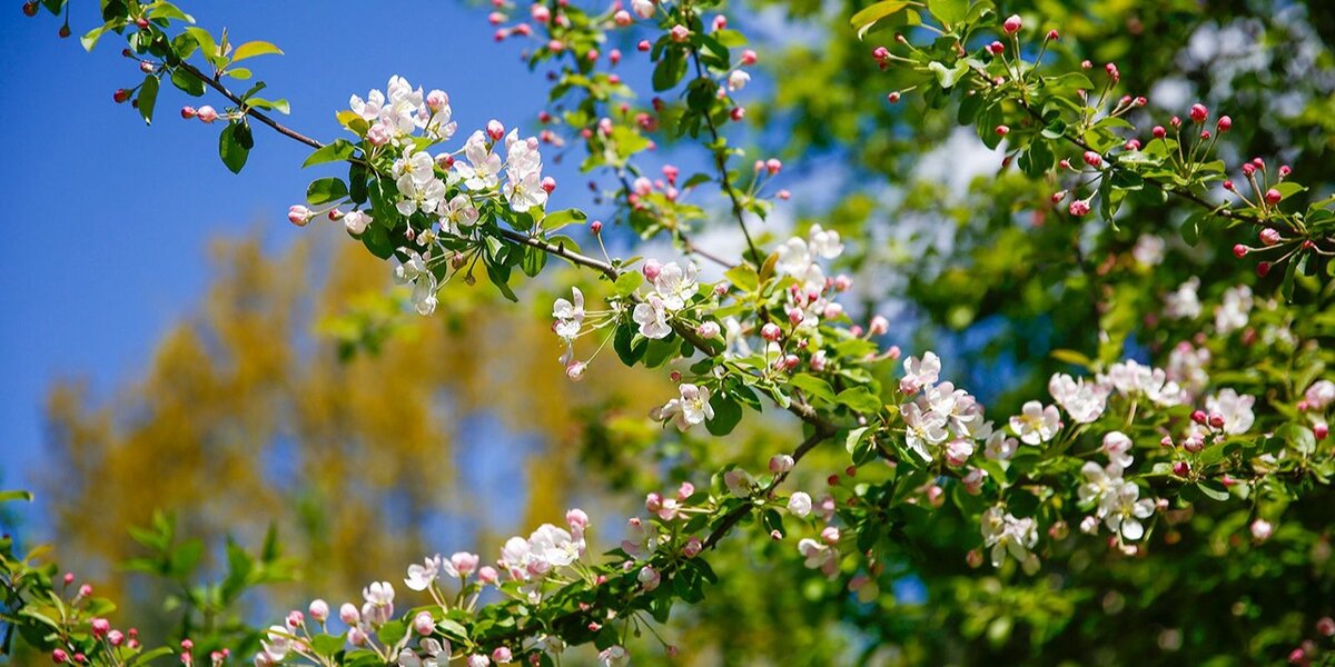 Увидеть цветение редких сортов сирени, яблонь, груш, абрикосов и тюльпанов можно в парке «Сокольники», Перовском парке, музее-заповеднике «Коломенское», Сиреневом саду, Парке Горького и других.