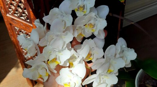 Поливаю орхидеи и все начинают расти быстрее 😄👍