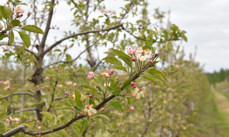    Яблочное импортозамещение полным ходом идет в Брянской области