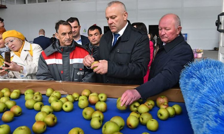     Яблочное импортозамещение полным ходом идет в Брянской области
